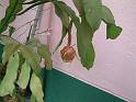 DSCF0034( 開花前 )